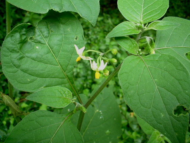Solanum nigrum